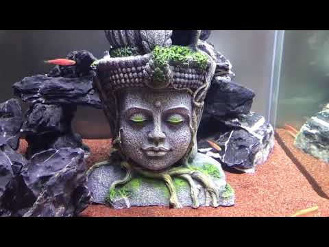 Vidéo decoration aquarium bouddha