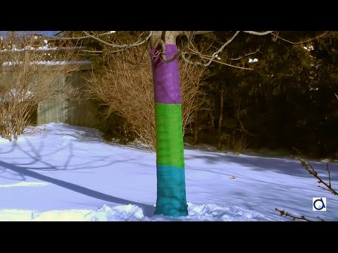 Vidéo arbre decoration jardin