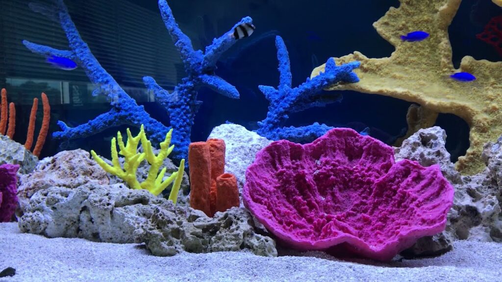 Vidéo large fish tank decorations