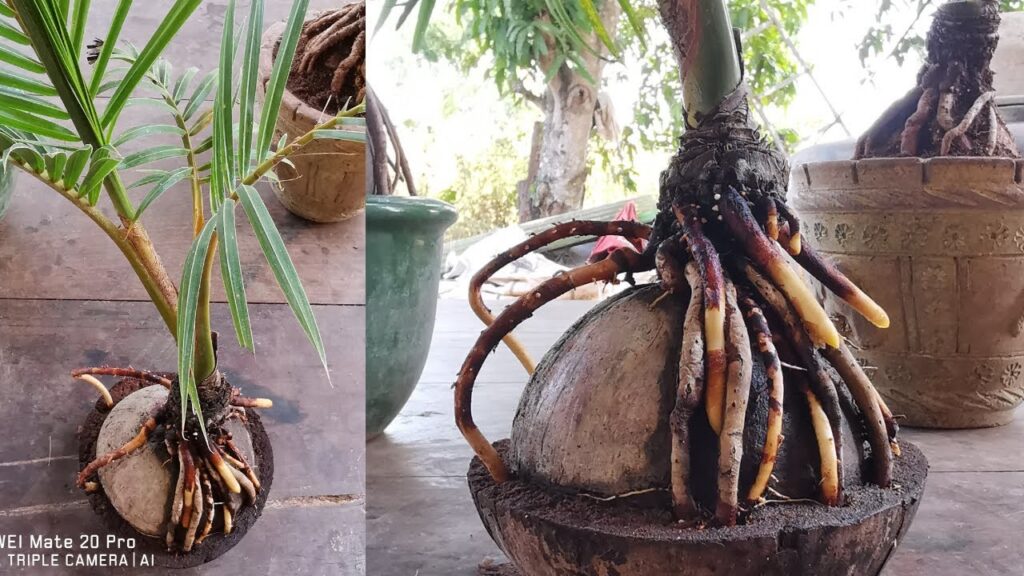 Vidéo decoration coconut tree