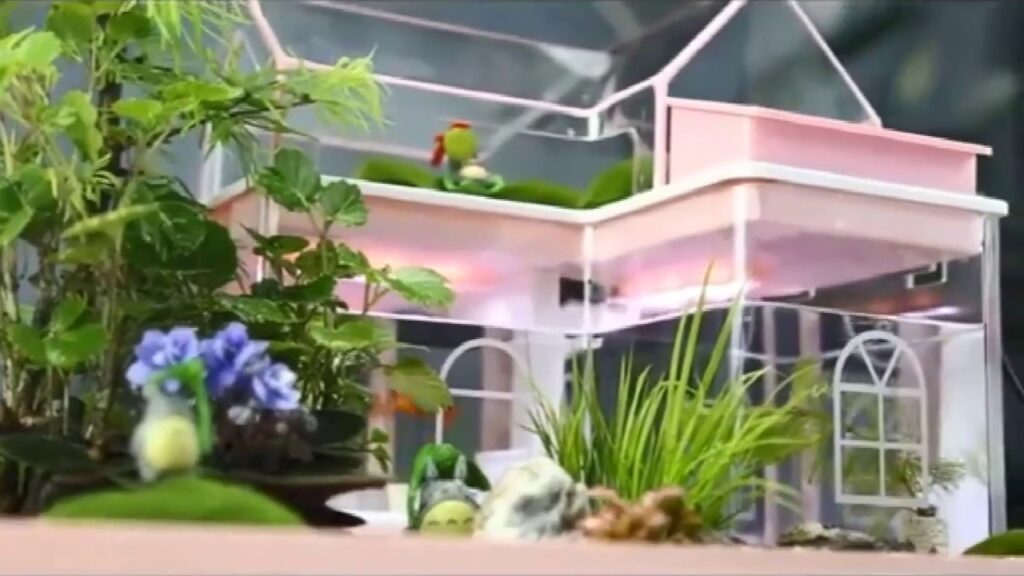 Vidéo ecological decoration