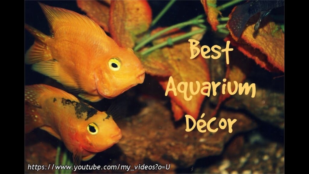 Vidéo best fish tank decorations