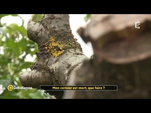 Vidéo arbre de decoration exterieur