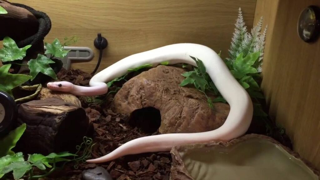 Vidéo snake vivarium decoration