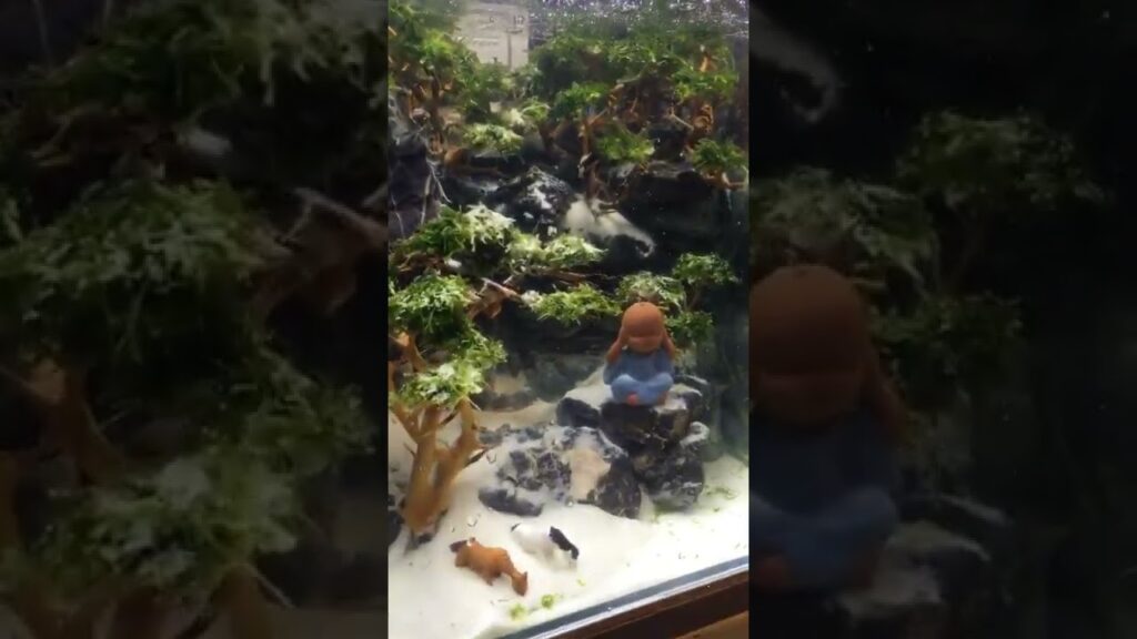 Vidéo decoration aquarium amazon